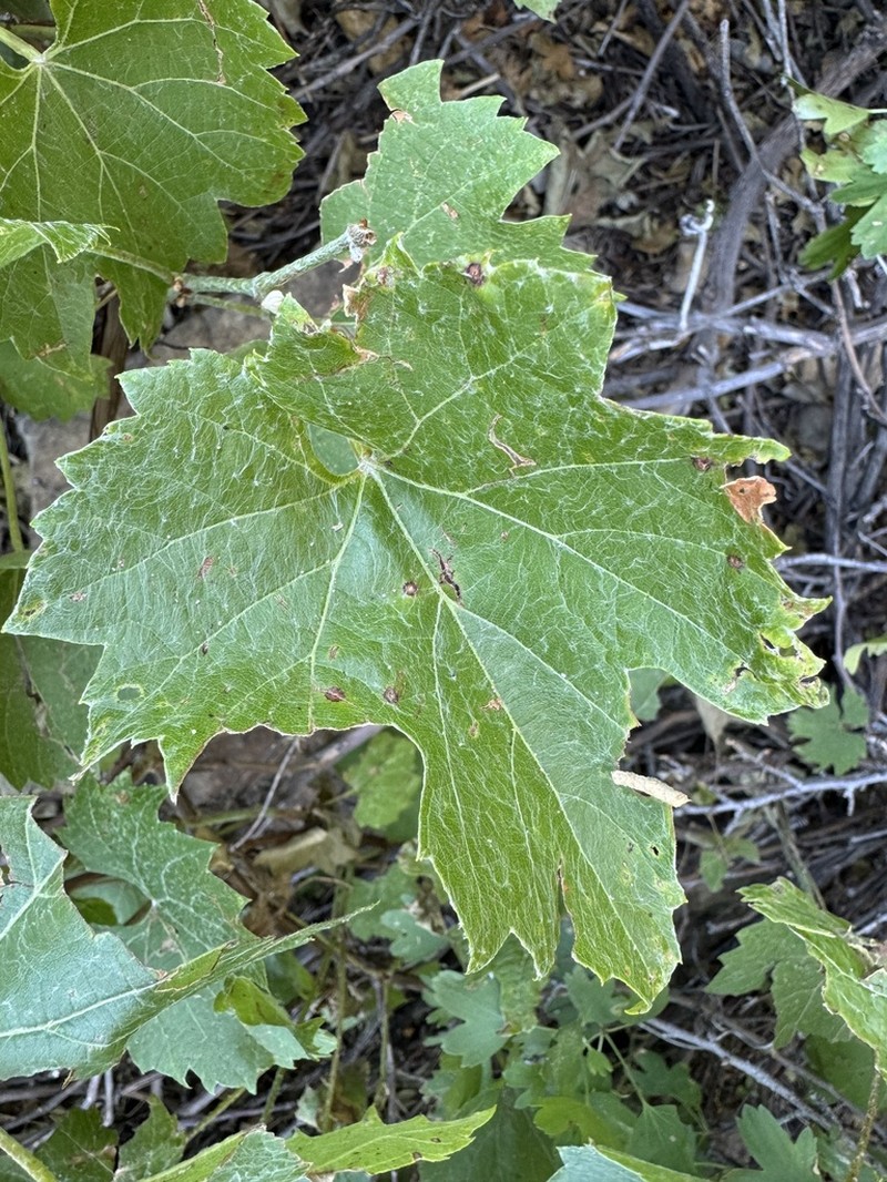 Mapleleaf Grape photo 3
