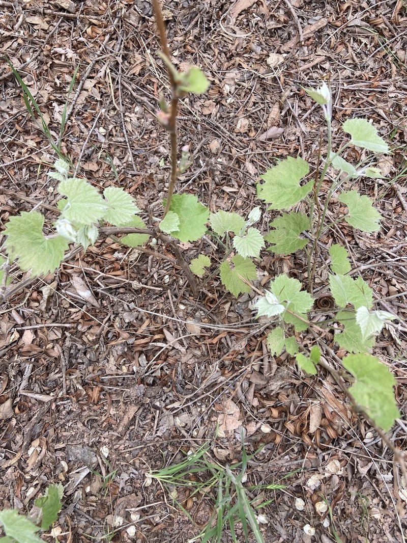 Mapleleaf Grape photo 4