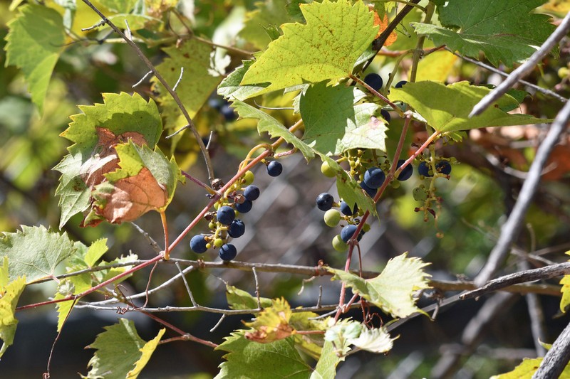 Mapleleaf Grape photo 5