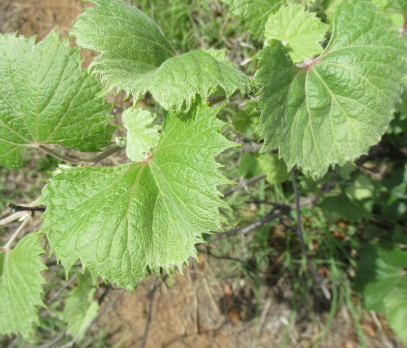Mapleleaf Grape photo 6