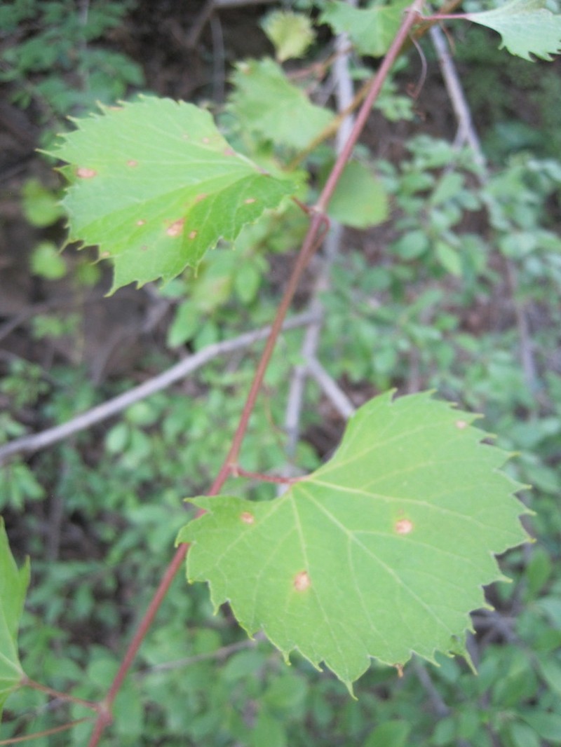 Mapleleaf Grape photo 7