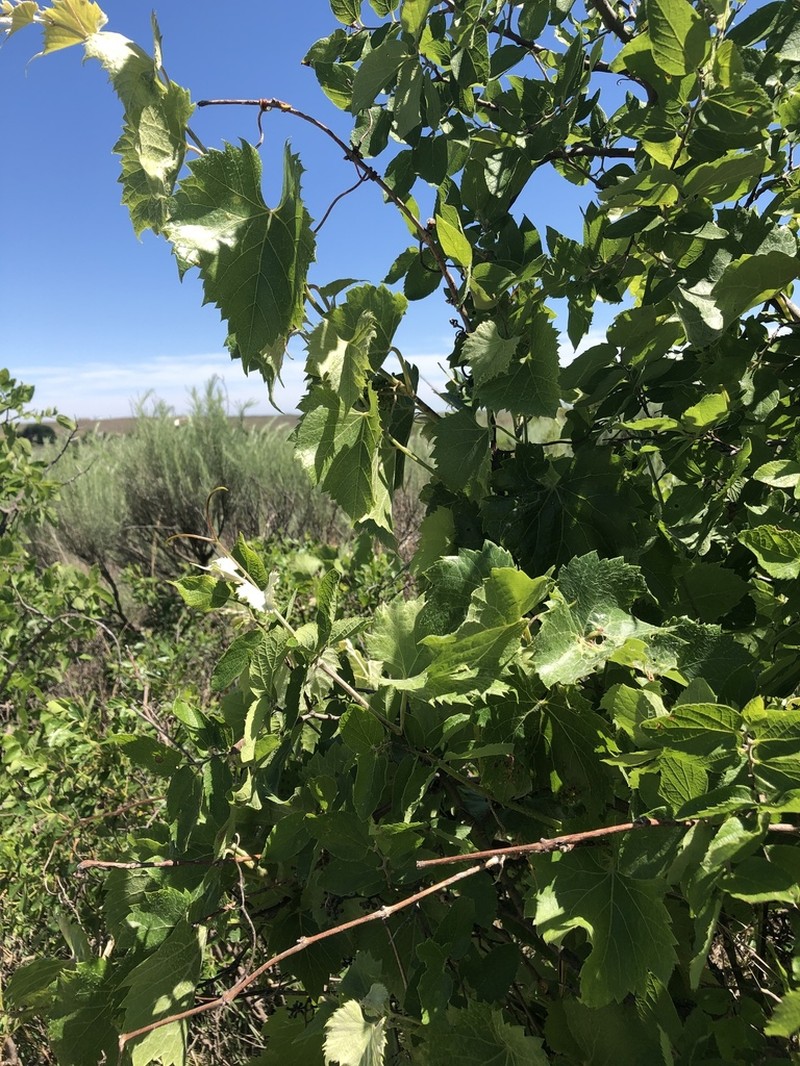 Mapleleaf Grape photo 8