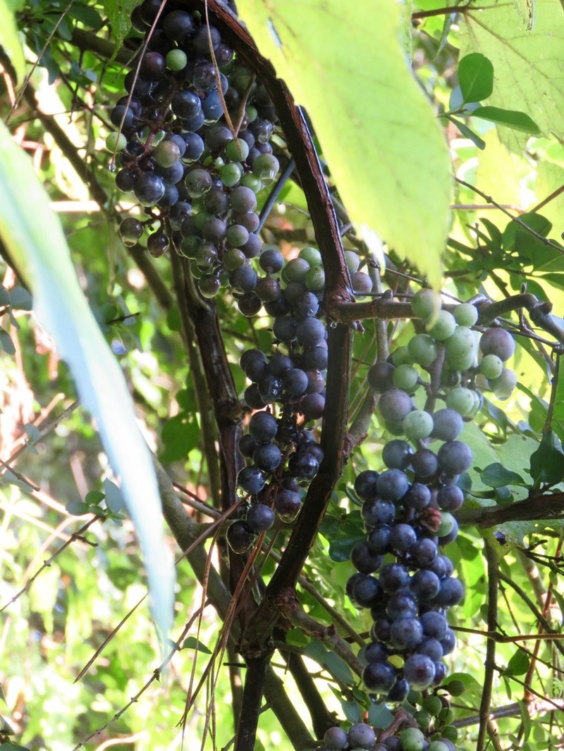 Summer Grape photo 6