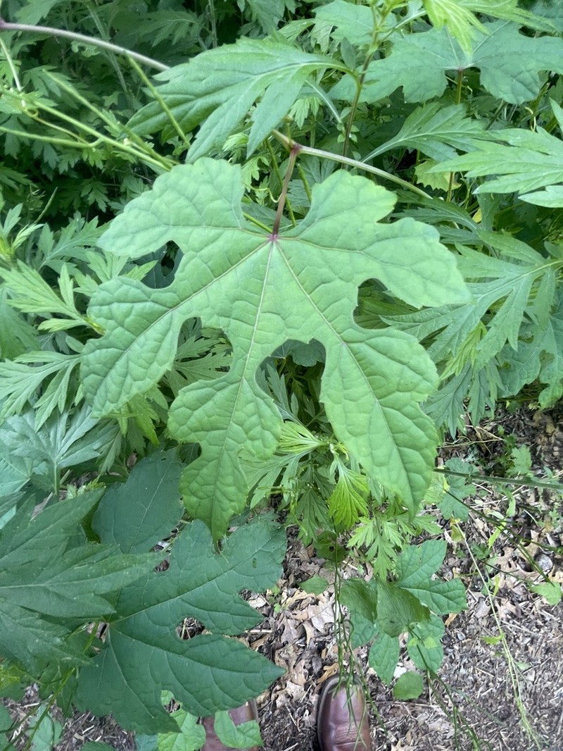 Summer Grape photo 7
