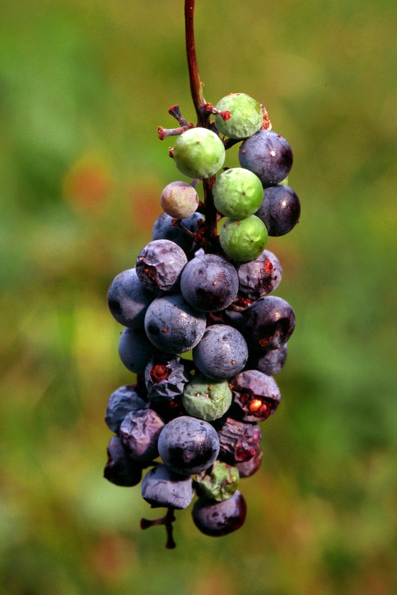 Summer Grape photo 4