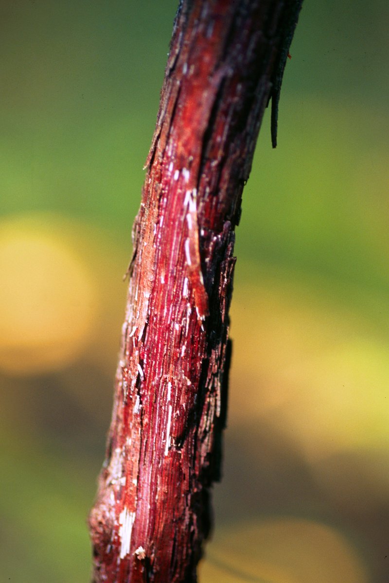 Summer Grape photo 5