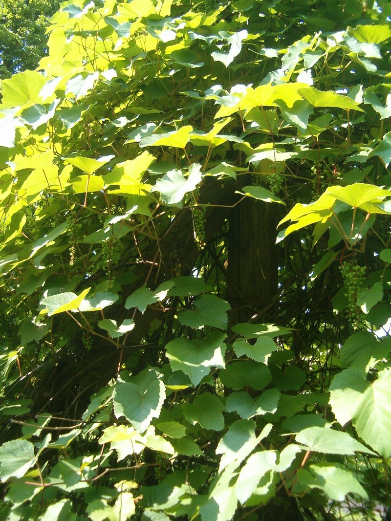 Summer Grape photo 6