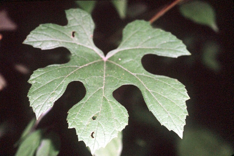 Summer Grape photo 2