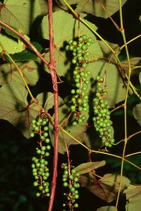 Summer Grape