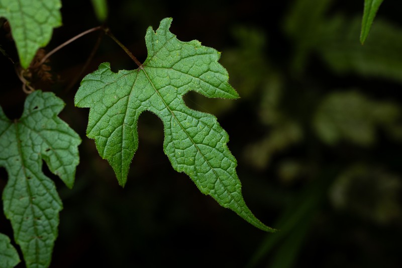 Amur Grape photo 2