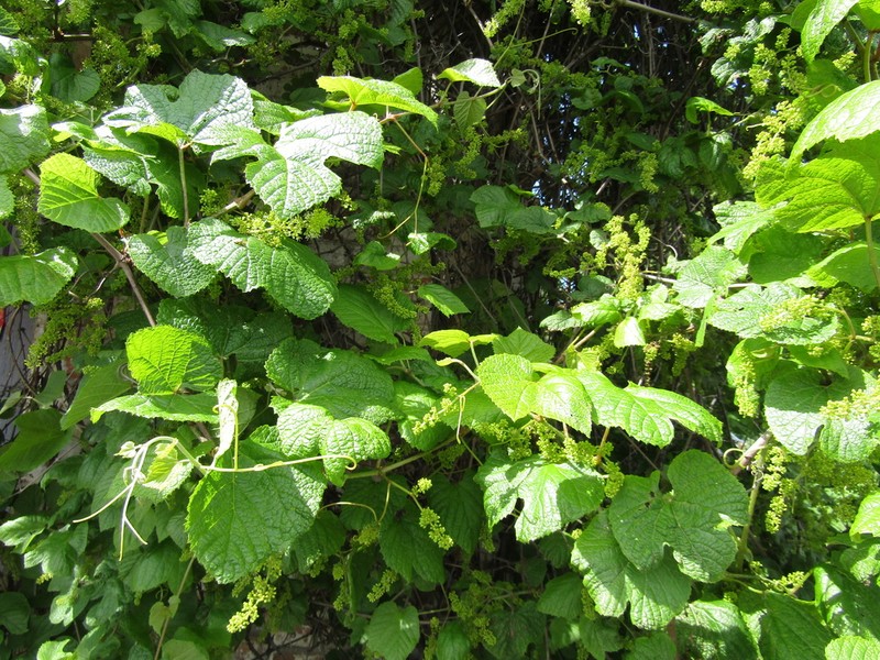Amur Grape photo 3