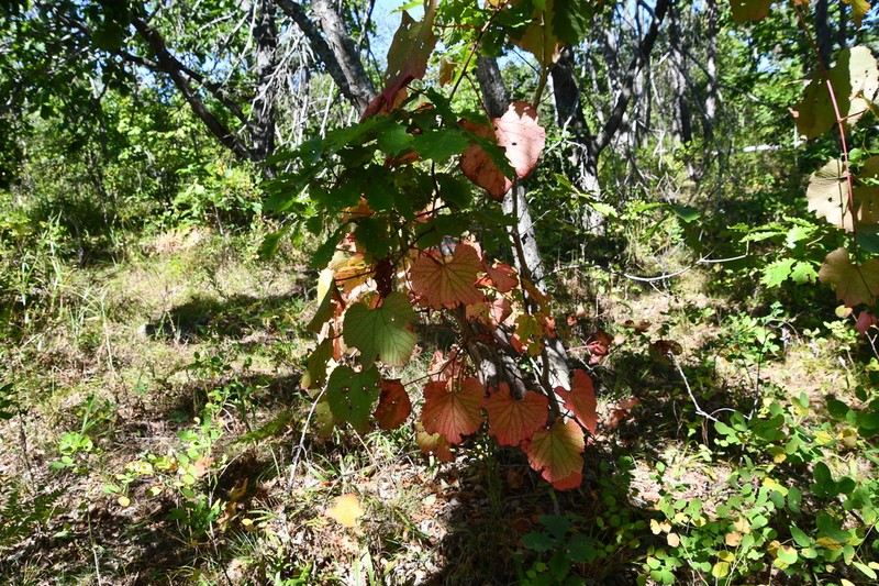 Amur Grape photo 4