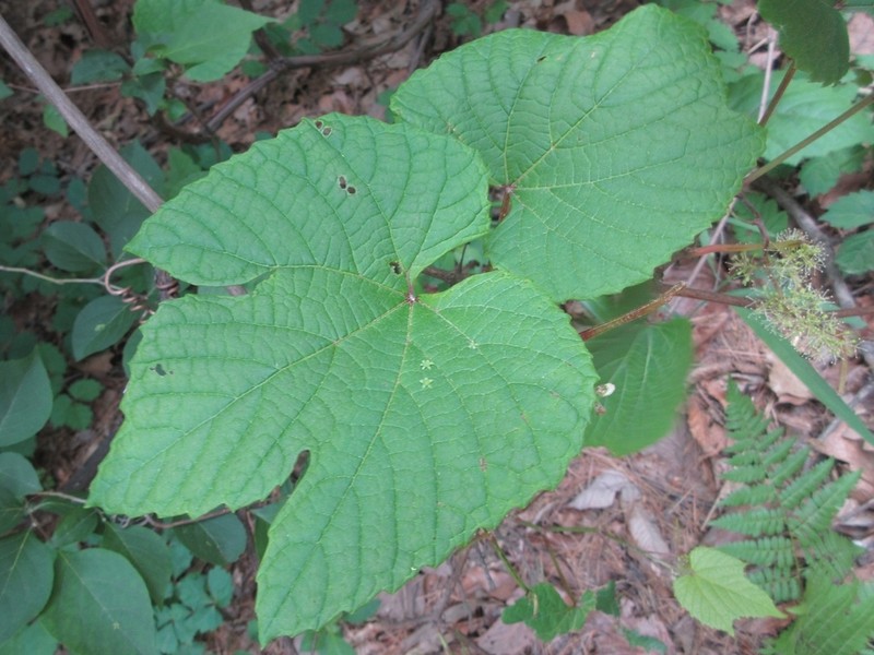 Amur Grape photo 5