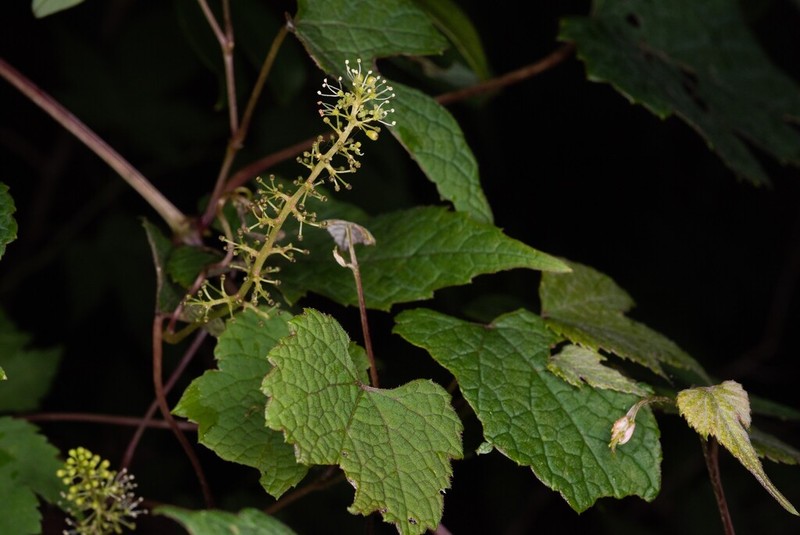 Amur Grape photo 6