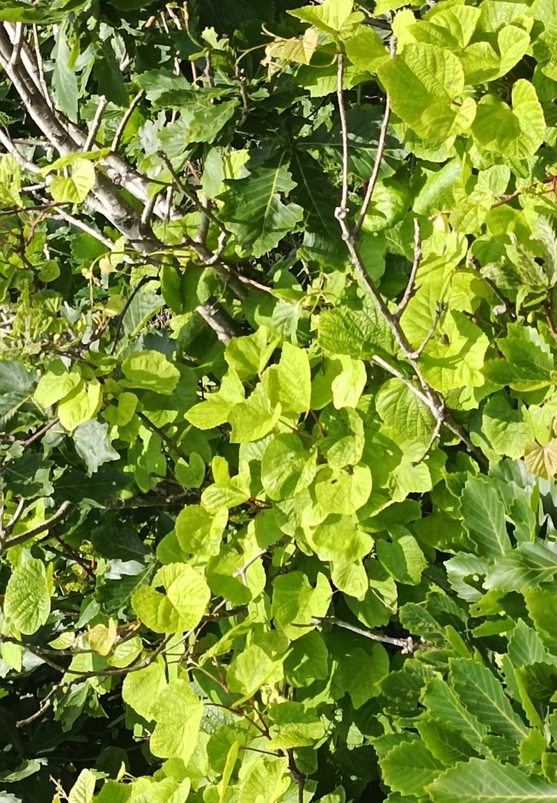 Amur Grape photo 7