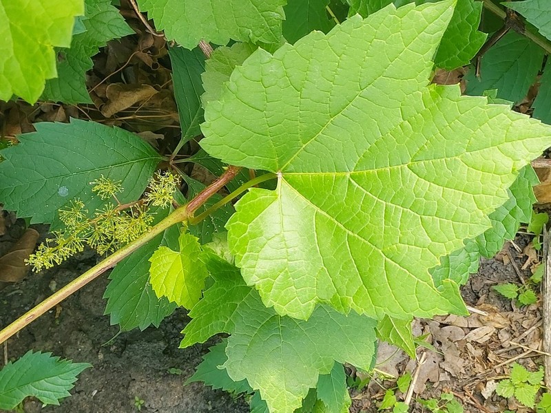 Amur Grape photo 8