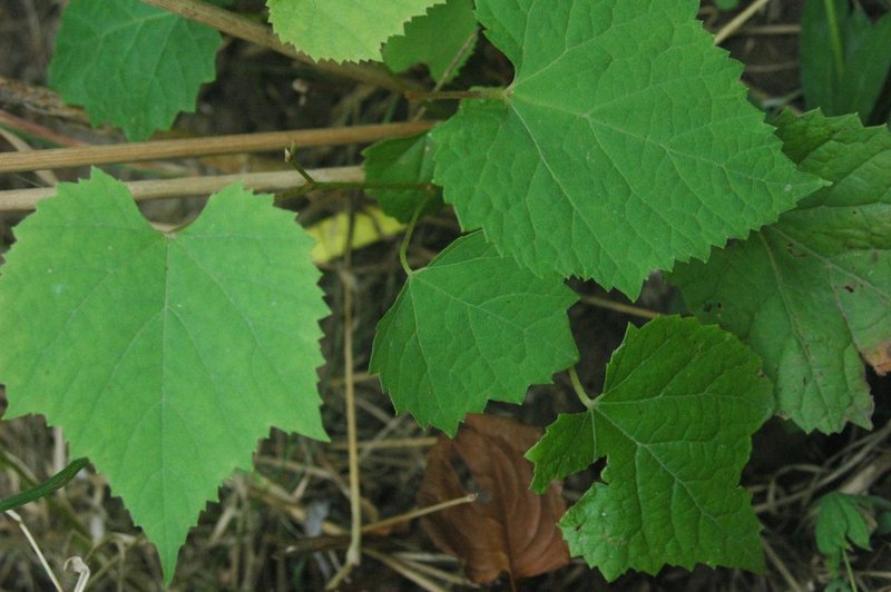 Amur Grape