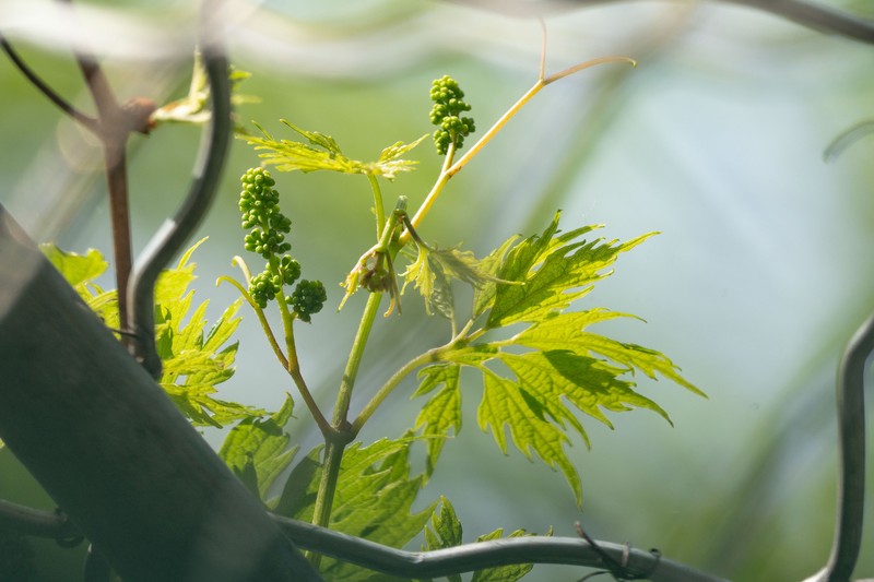 Vitis amurensis var. dissecta photo 2