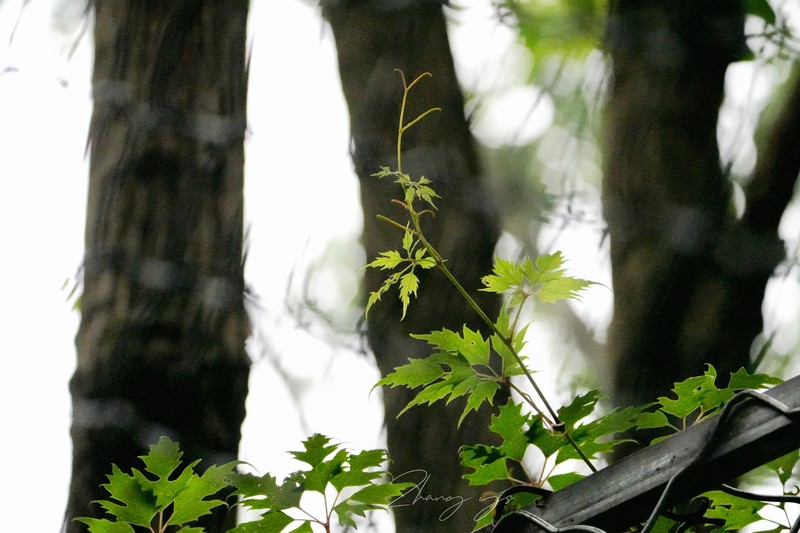 Vitis amurensis var. dissecta photo 7
