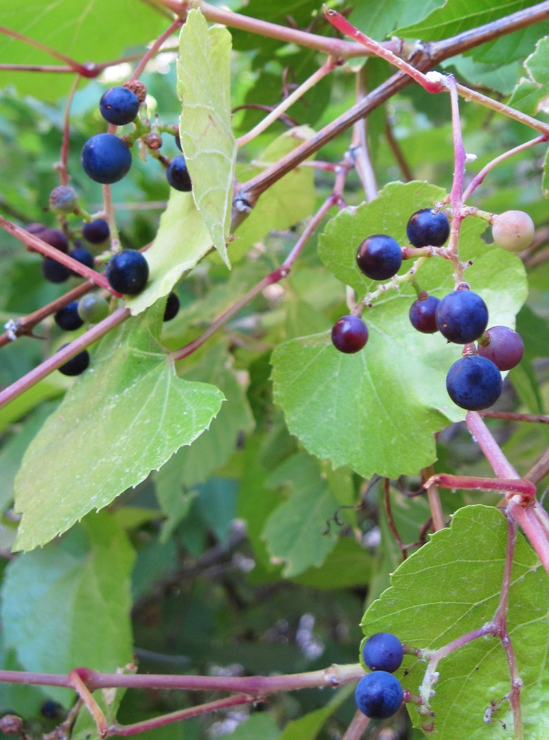 Canyon Grape photo 3