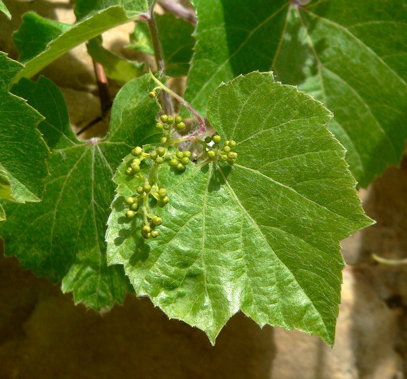 Canyon Grape photo 4