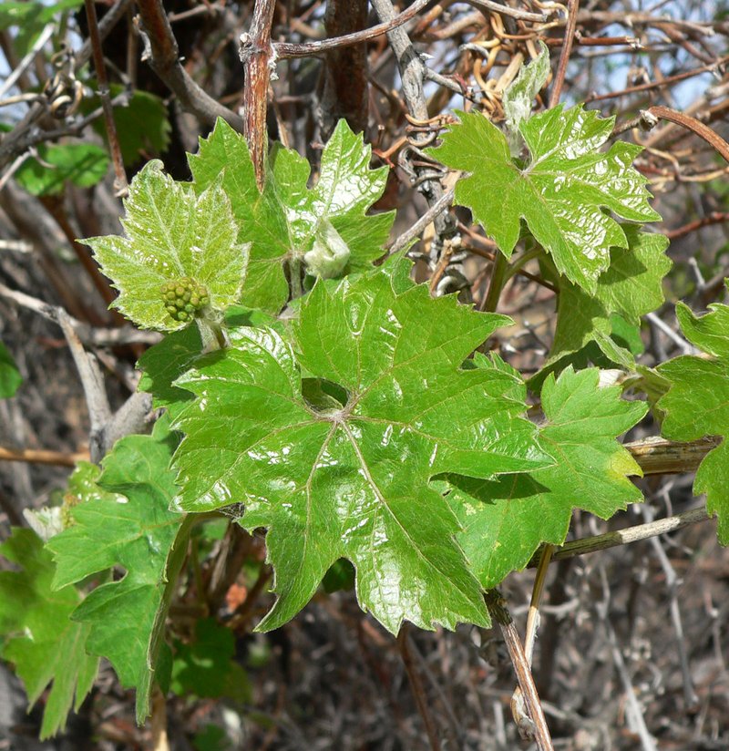 Canyon Grape photo 5
