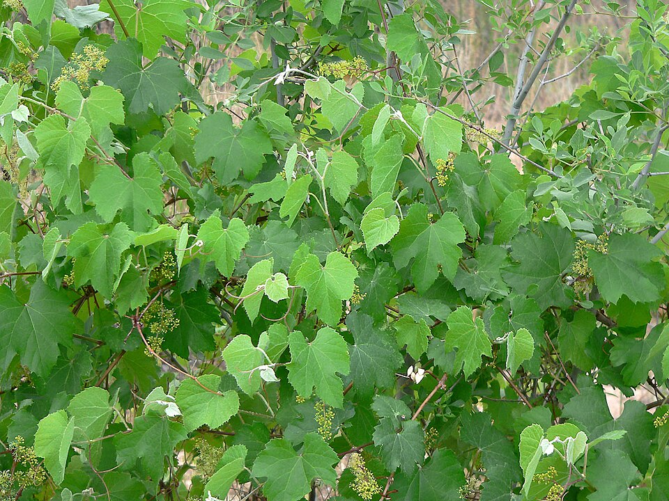 Canyon Grape photo 6
