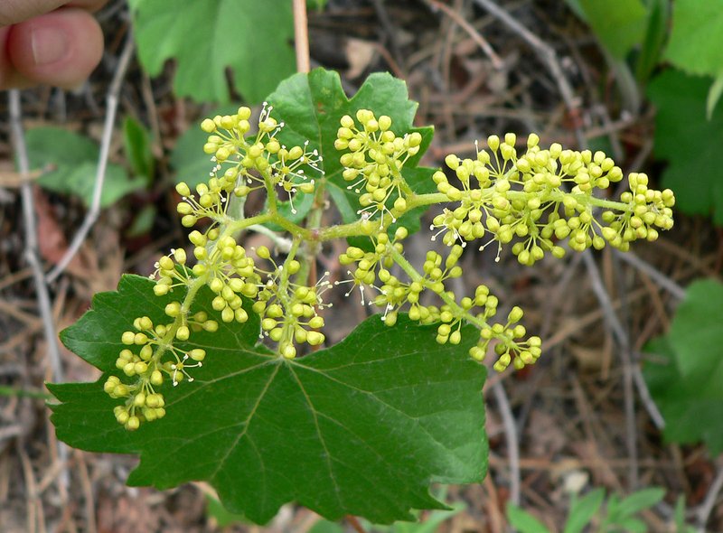 Canyon Grape photo 7
