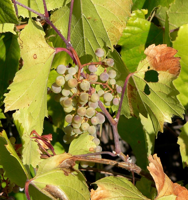Canyon Grape photo 8