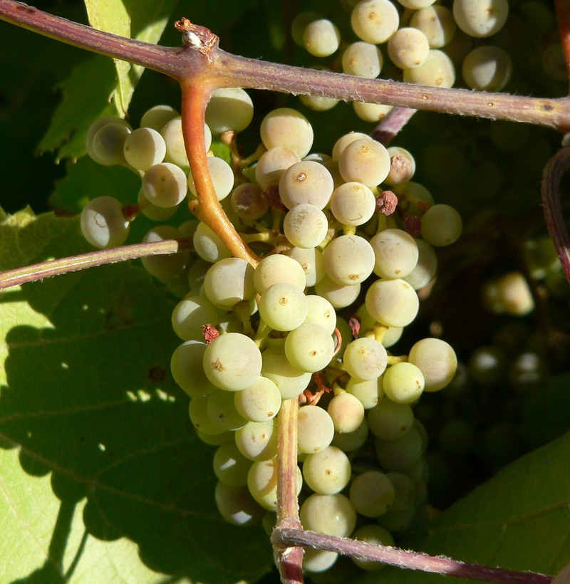 Canyon Grape photo 2