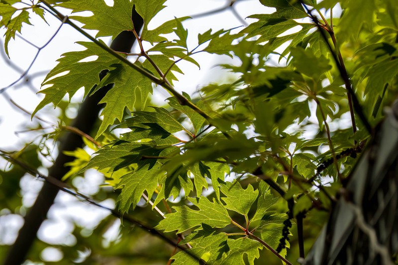 Vitis baihuashanensis photo 4