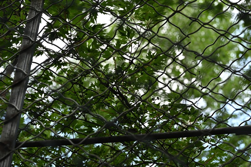 Vitis baihuashanensis photo 5