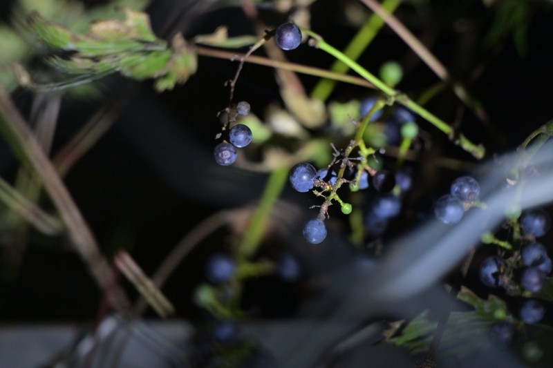 Vitis baihuashanensis photo 7