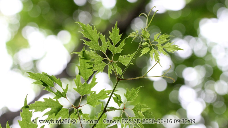 Vitis baihuashanensis photo 8
