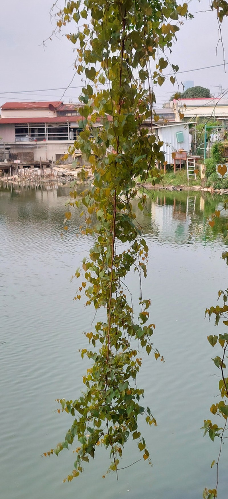 Vitis balansana