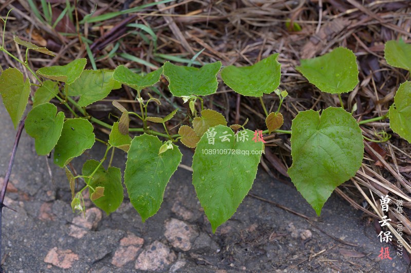 Vitis balansana photo 2