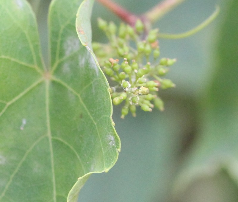 Vitis balansana photo 3