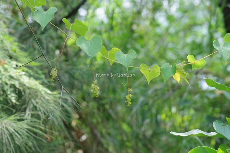 Vitis balansana photo 4