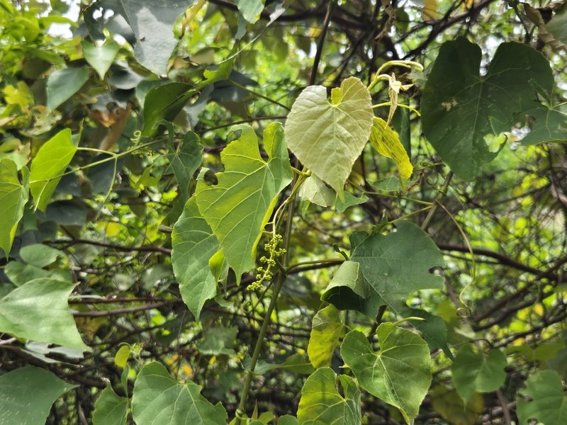 Vitis balansana photo 5