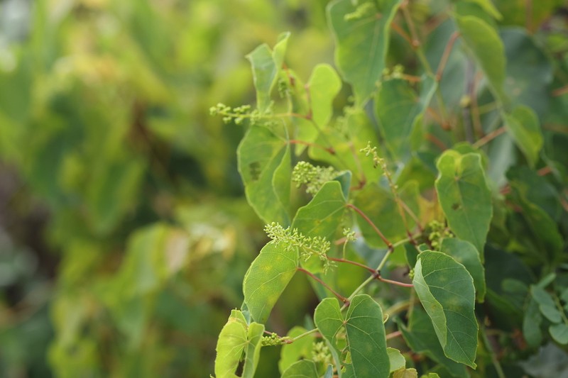 Vitis balansana photo 6