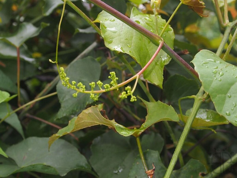 Vitis balansana photo 7