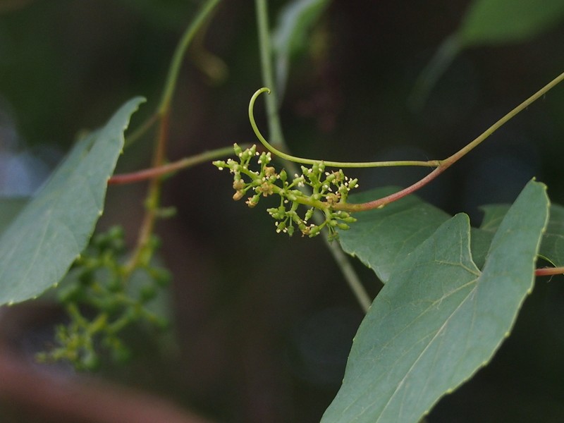 Vitis balansana photo 8