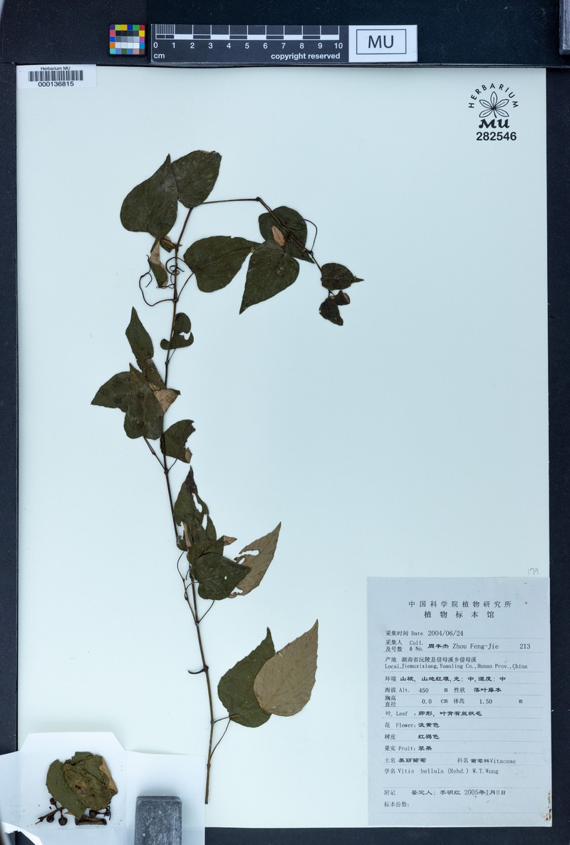 Vitis bellula photo 2