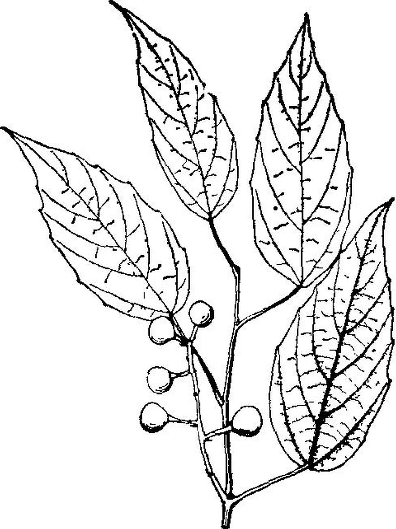 Vitis bellula