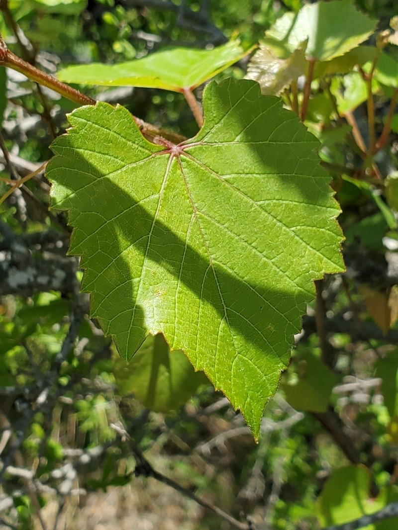 Vitis berlandieri photo 2