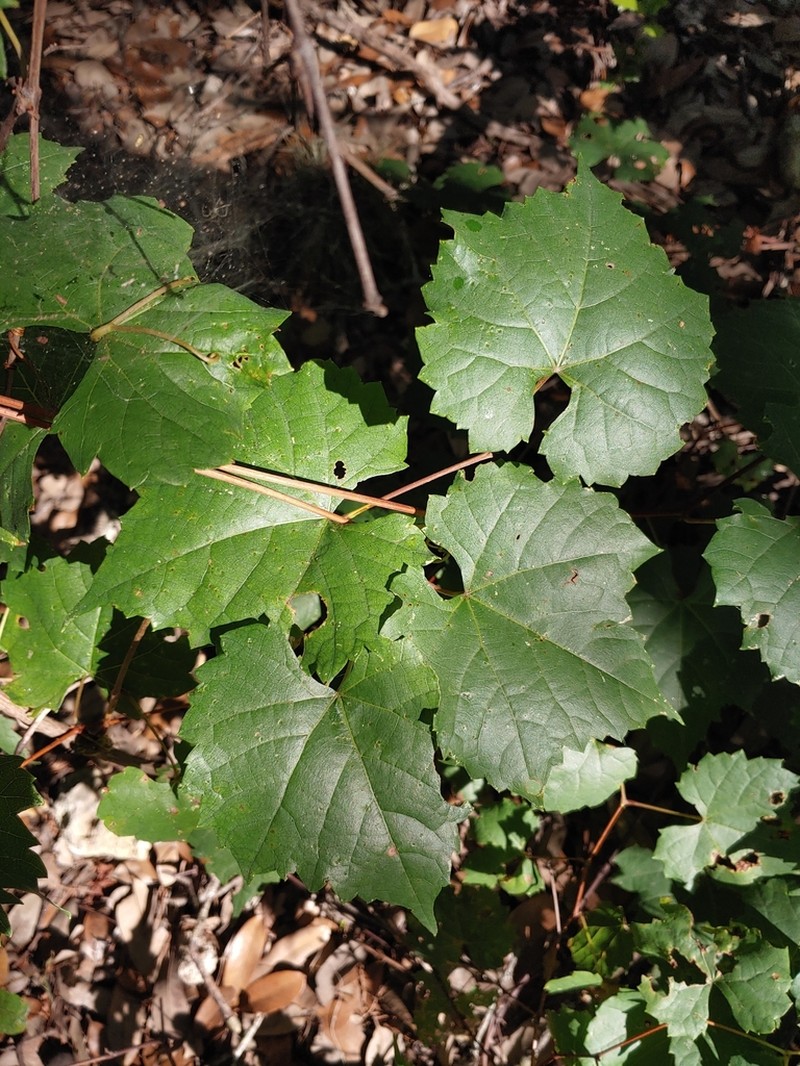 Vitis berlandieri photo 3
