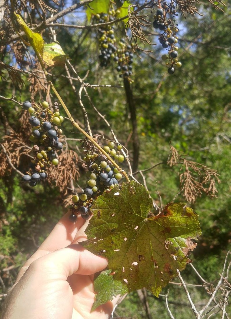 Vitis berlandieri photo 4
