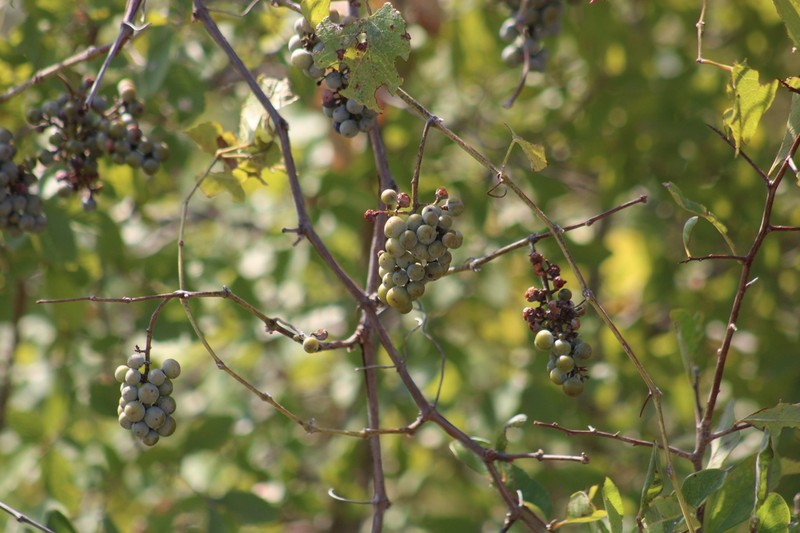 Vitis berlandieri photo 5