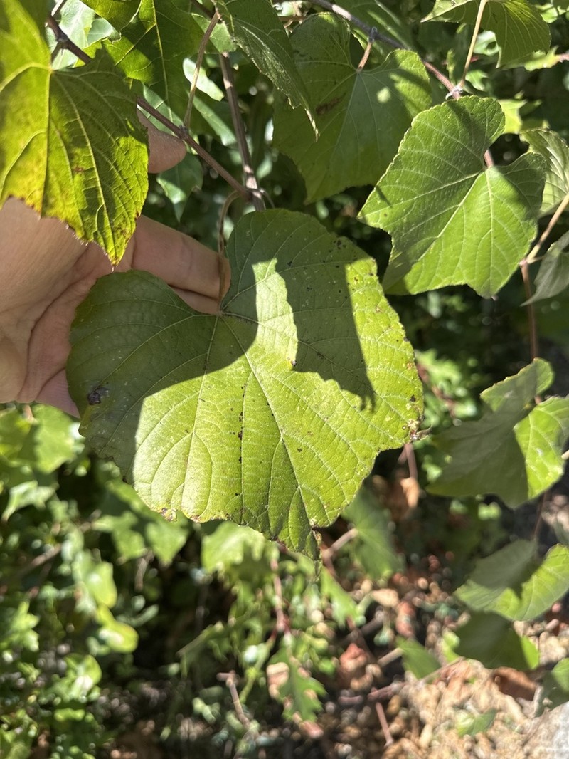 Vitis berlandieri photo 6
