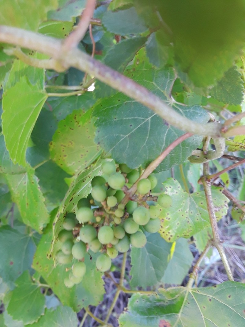 Vitis berlandieri photo 7